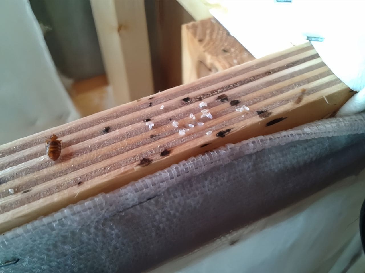 Яйца клопов в сравнении с взрослой особью